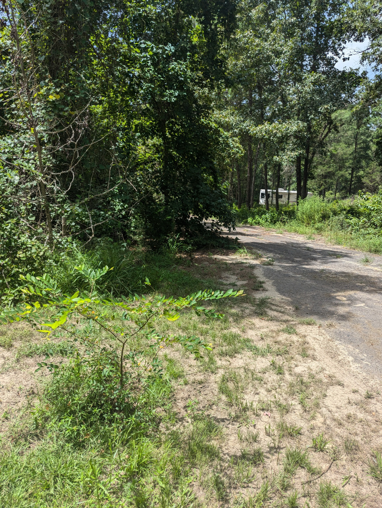 Spruce Ln photo 19