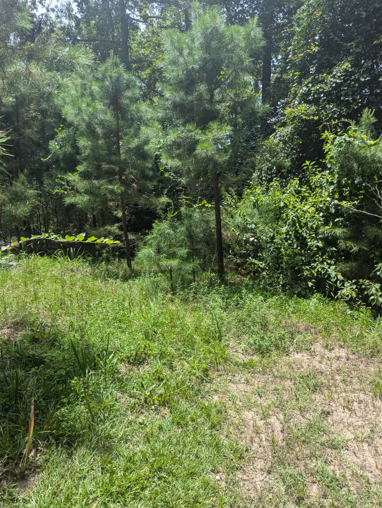 Spruce Ln photo 21