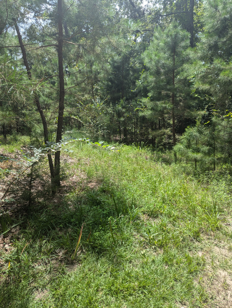 Spruce Ln photo 22