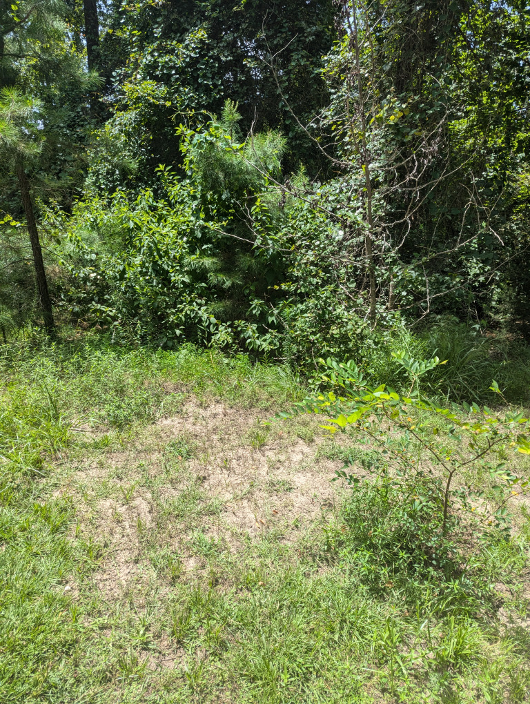 Spruce Ln photo 20